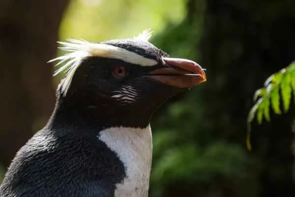 Tipos de pingüinos - Pingüino de Fjordland (Eudyptes pachyrhynchus)