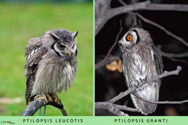 Species of owls - Owl genus