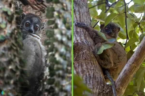 Tipos de lémur - Lepilemuridos