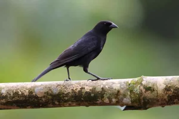 Blackbird species - Common Blackbird (Dives warszewiczi)