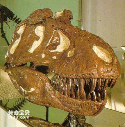 Which dinosaurs were the last to go extinct?