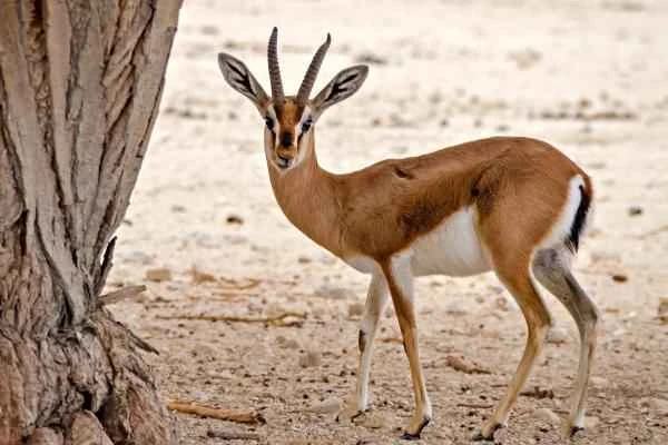 Tipos de gacelas - Gacela común