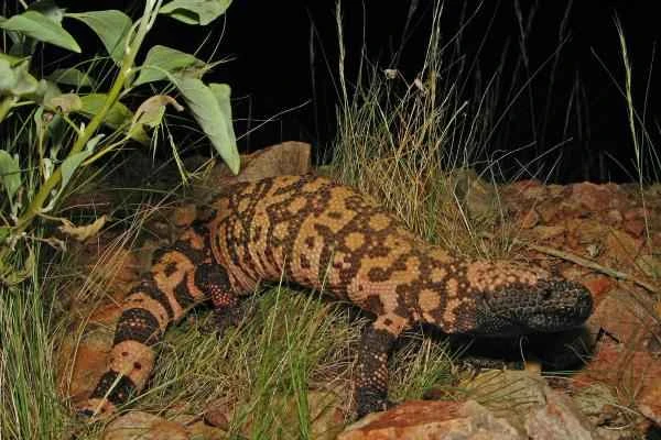 Animales venenosos de México - Monstruo de Gila (Heloderma suspectum)