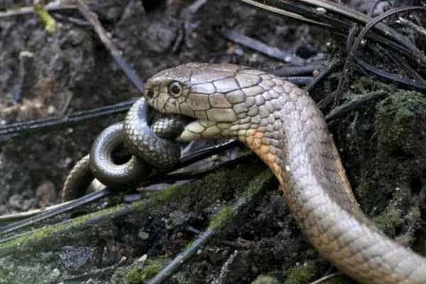 Depredadores de serpientes - Cobra real (Ophiophagus hannah)