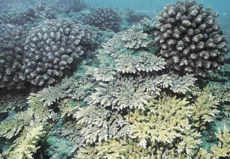 Animals that may become extinct due to climate change