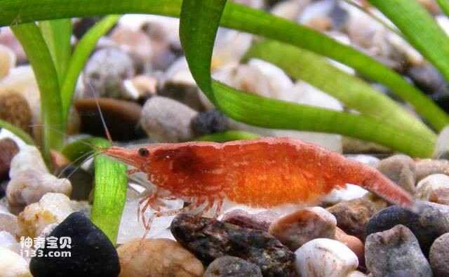 Top 10 easiest ornamental shrimp species to keep; which ornamental shrimp species is the easiest to keep?