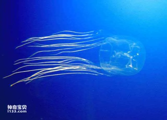 Top 10 Most Poisonous Animals in the World: Which Animals Are Highly Toxic?