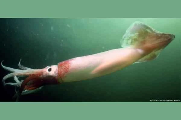 Squid varieties - Argentine squid