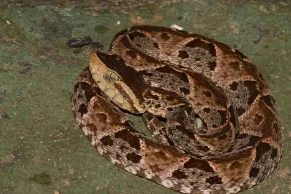 Animales venenosos de México - Nauyaca terciopelo (Bothrops asper)