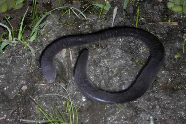 Animales in tentáculos - Cecilias (orden Gymnophiona)
