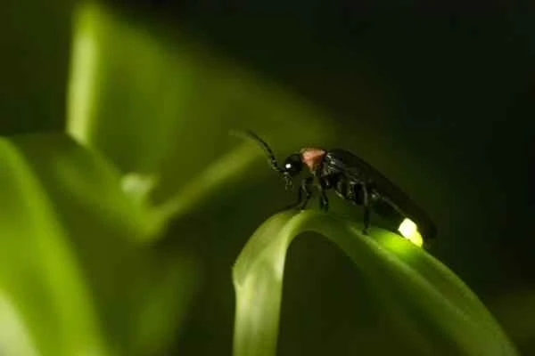Quées la bioluminiscencia y ejemplos - Ejemplos de bioluminiscencia