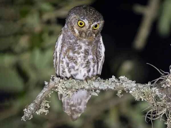 What is the smallest owl in the world?