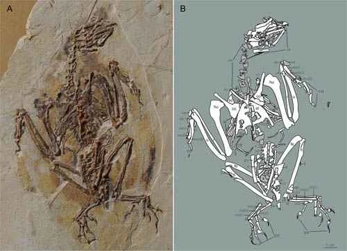The discovery and evolution of the Siamese lobebird