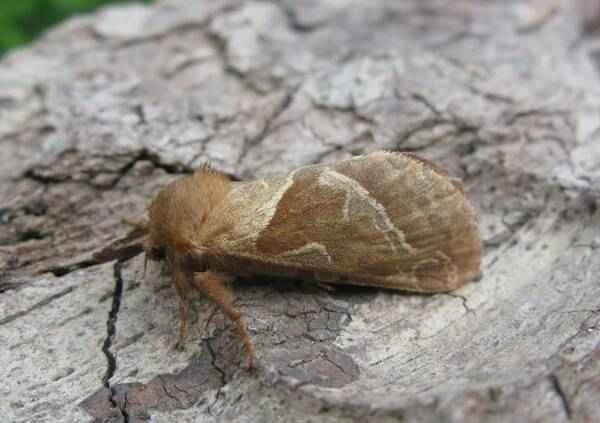 The most reproductive insect on Earth