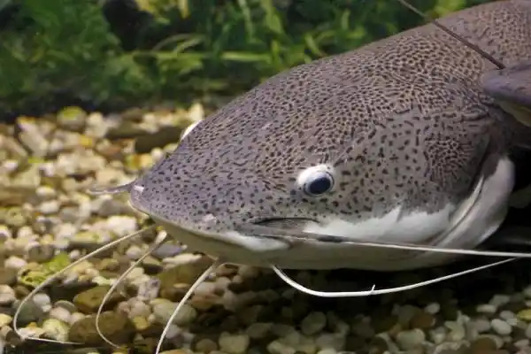 2025083013703374.webp 7.webp