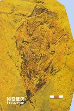 Evidence that birds originated from archosaurs