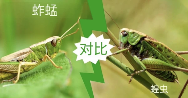 Are grasshoppers locusts? Understanding the differences between grasshoppers and locusts.