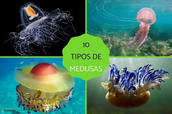 Introduction to 10 common jellyfish species, their characteristics, habitats, and highlights