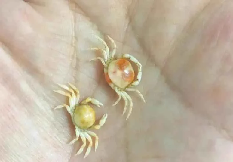 Top 10 World's Greatest Marine Animals