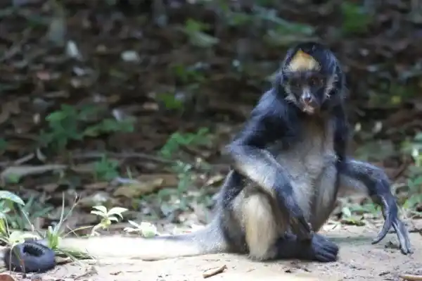 22 endangered animal species in Venezuela