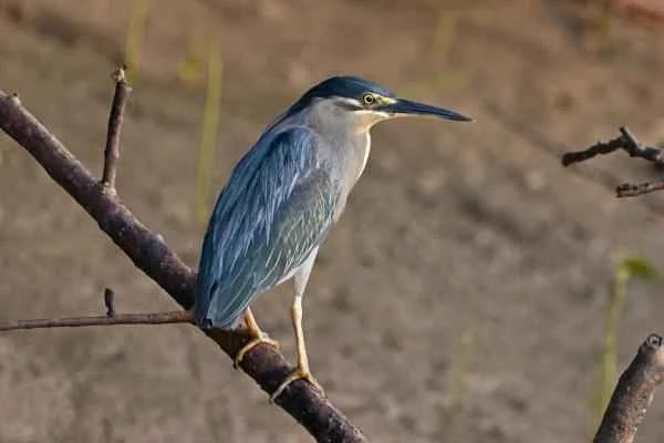 Grey heron species - Little Blue Heron