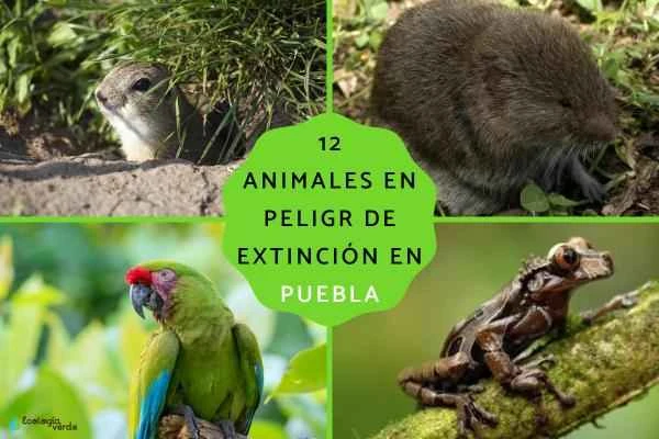 A comprehensive list of endangered animals in Puebla, Mexico (including pictures and detailed descriptions)