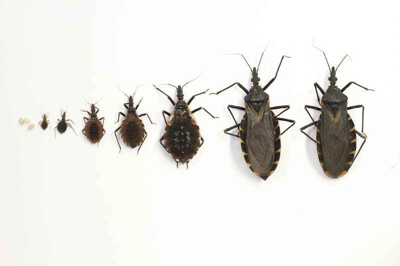 The world's most dangerous insect: the kissing bug