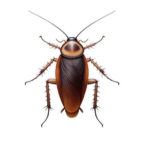 蟑螂（Cockroach）