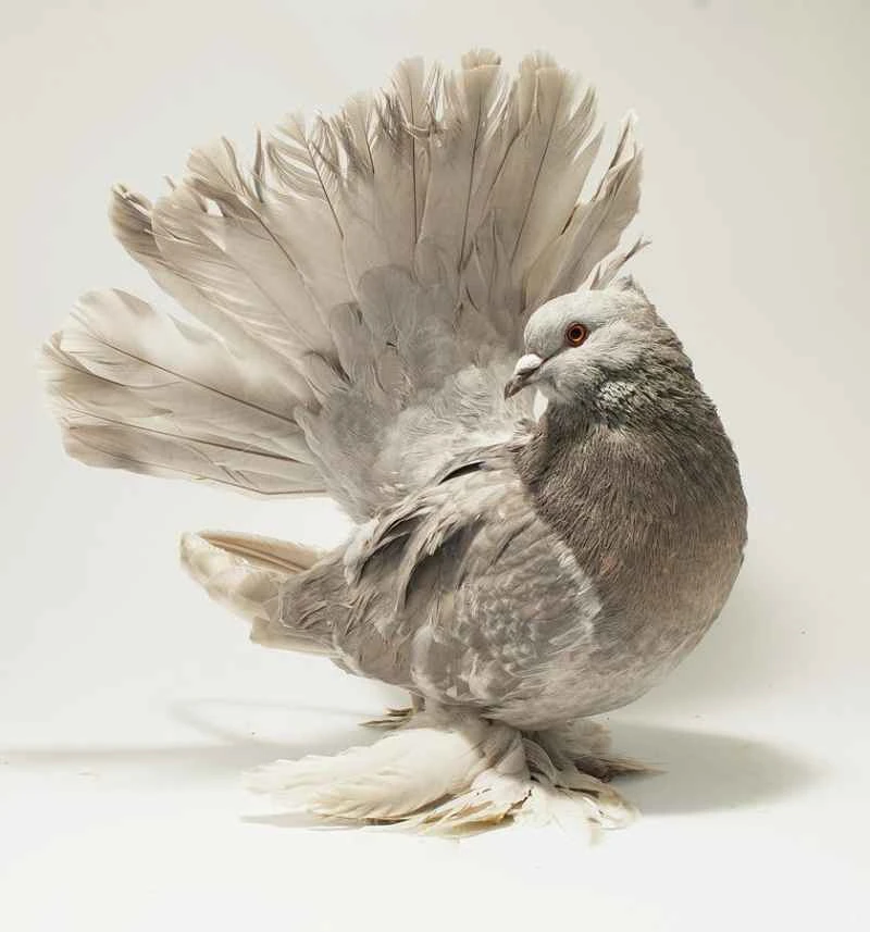 Indian Fantail Pigeon: A Comprehensive Analysis of its Origin, Characteristics, Breeding and Reproduction