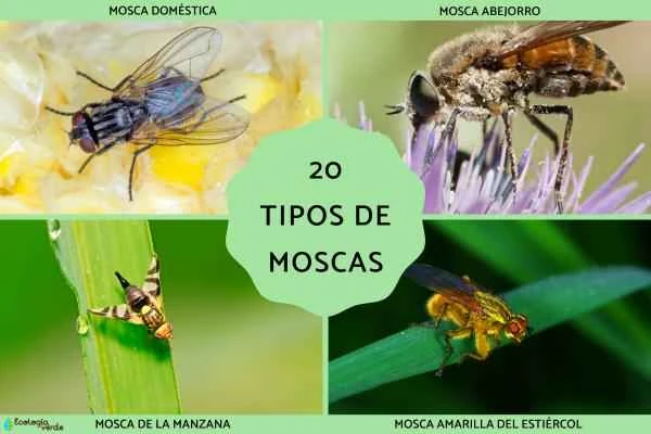 Tipos de moscas