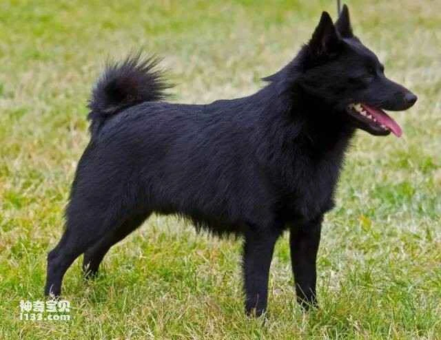 The 15 smartest and most intelligent dog breeds in the world