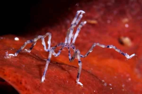 What are sea spiders (marine spiders)? A complete guide to their characteristics, habitats, and diet.