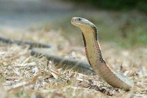 Top 10 Venomous Snakes in China