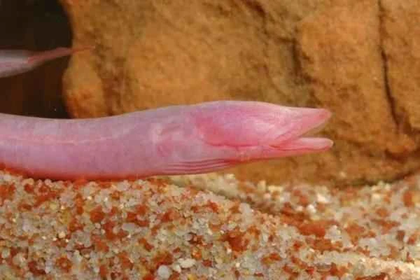 Especies endémicas de Yucatán - Anguila ciega yucateca (Ophisternon infernale)