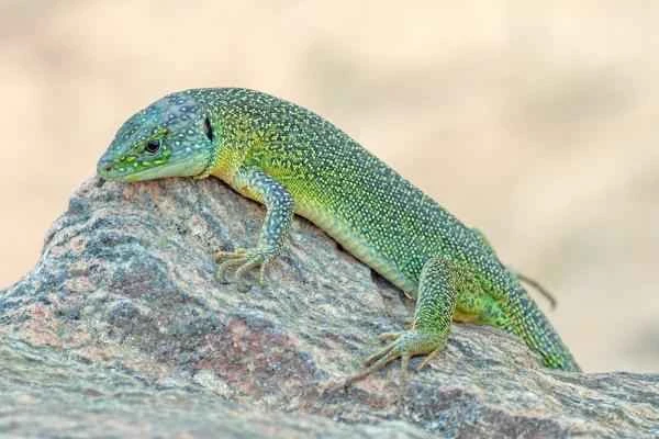 Lizard species - Western Green Lizard