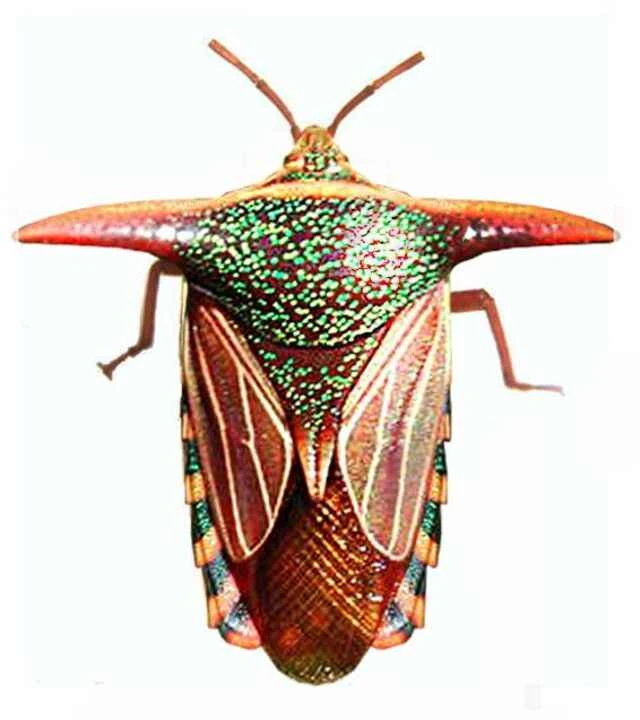 华丽盾虫（Splendid Shield Bug, Poecilocoris splendidulus）