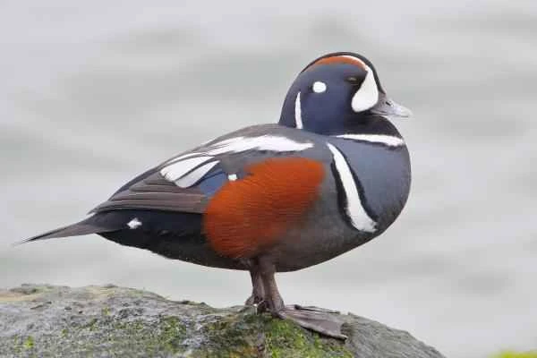 Types of ducks - Ugly Duckling