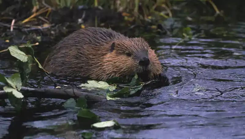 Feeding Habits of Beaver Pups: Busy Builders of Nature