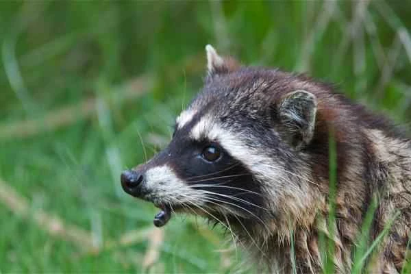 Depredadores de serpientes - Mapache (Procyon lotor)