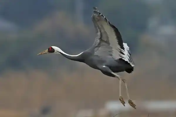 2025123197200083.webp 13.webp