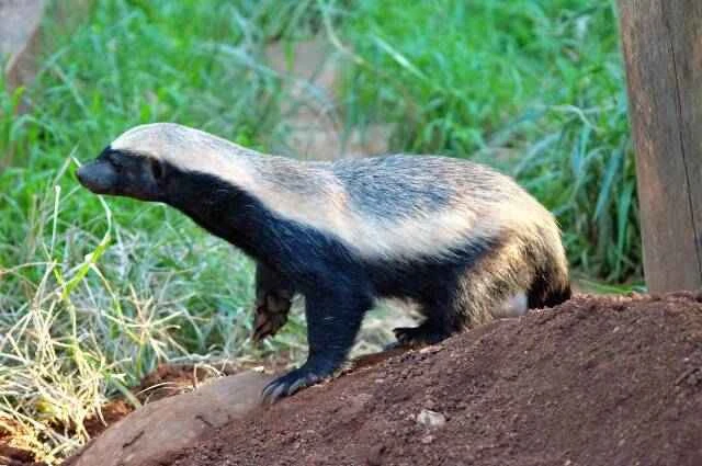 The Top Ten Warriors of the Animal Kingdom: Born Brave and Fierce