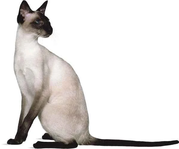 Siamese cats vs. Persian cats: A comprehensive comparison