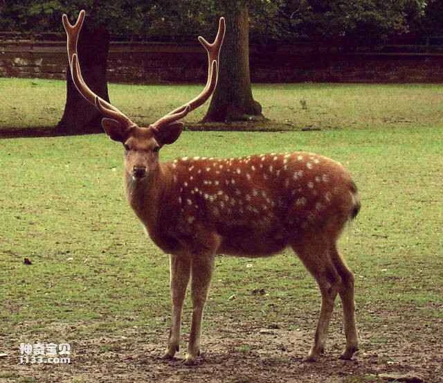 Top 10 Animals with Every Part of Their Utility (10 Most Useful Animals)