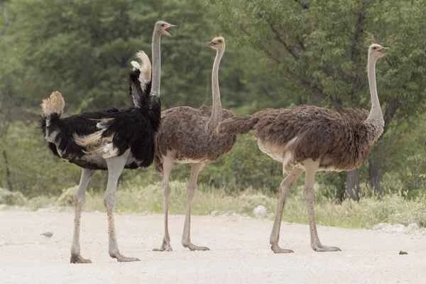 Of the world's ten flightless birds, I bet you only know the ostrich.