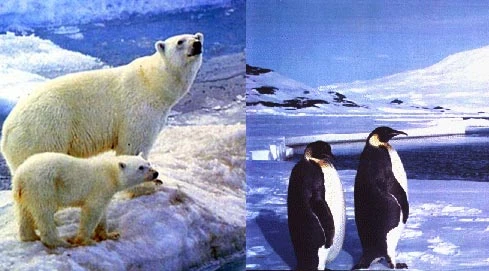Why don't polar bears eat penguins?