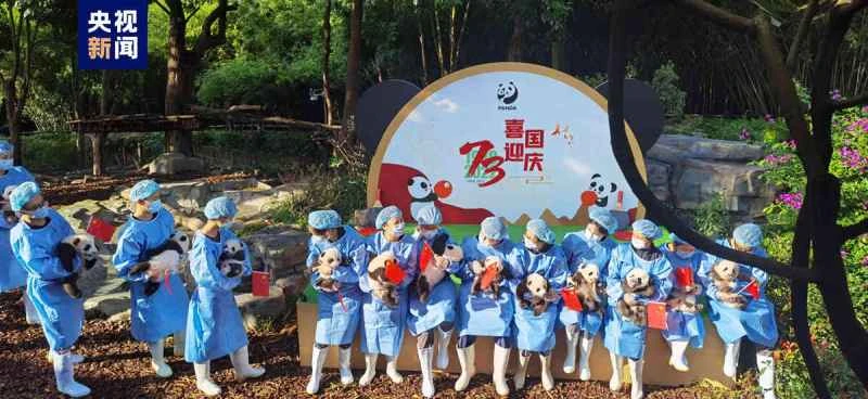 Thirteen newborn panda cubs born in Chengdu in 2022 make their debut.