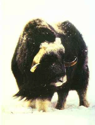 Morphological characteristics and living habits of musk oxen