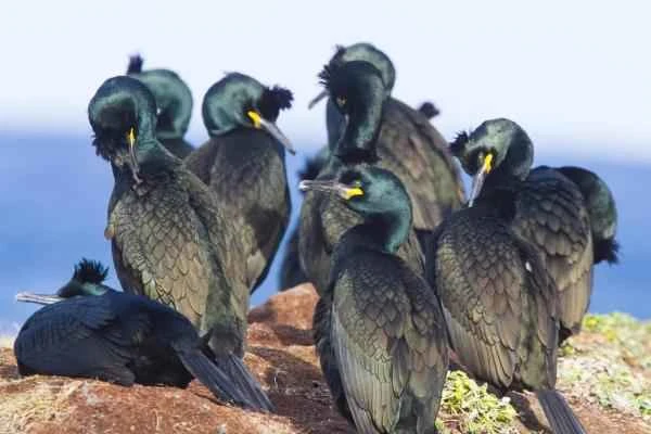 Mediterranean seabirds - Cormorants