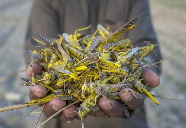 Are locusts halal food in Islam? — An analysis of the legality of locusts in Islam.