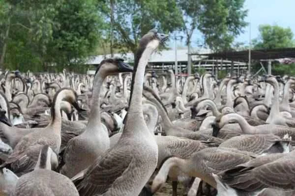Top 10 Goose Meat Rankings in China, Ranking of 10 Goose Breeds